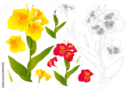 Fototapeta Naklejka Na Ścianę i Meble -  Yellow and Red Canna Lily Flower Outline