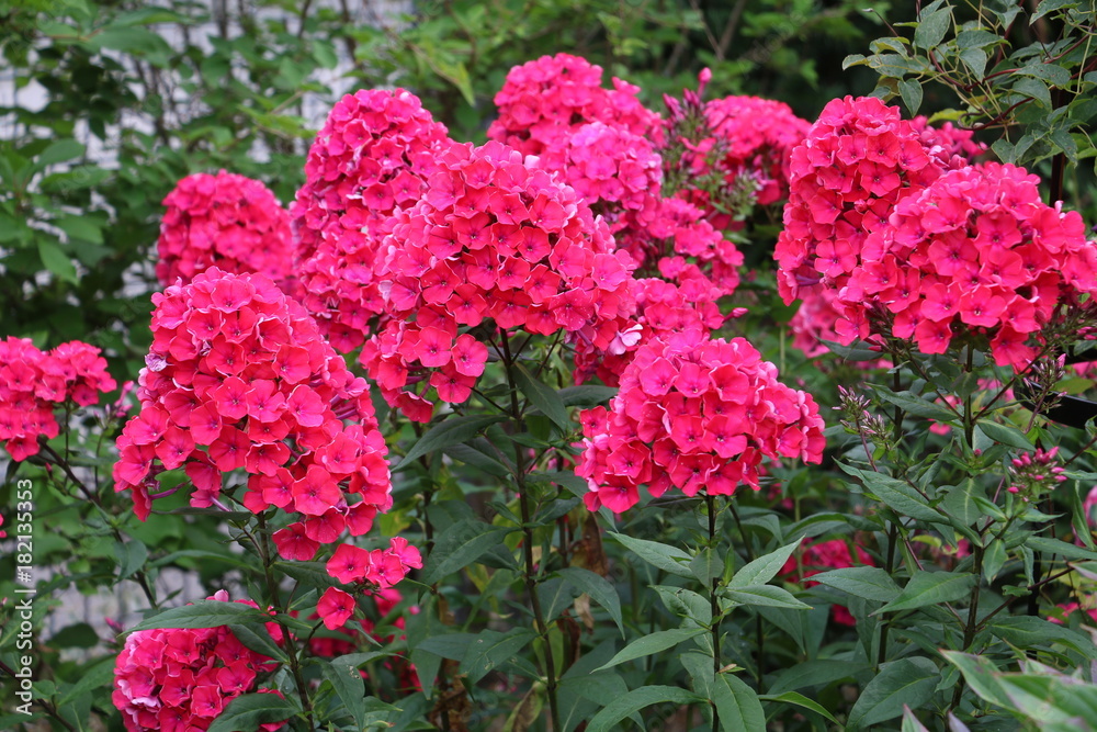 rote Phlox (Flammenblumen) im Sommergarten rote Phlox (Flammenblumen) im Sommergarten
