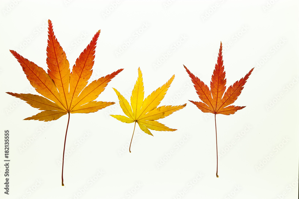 Beautiful autumn maple leaves on white light box Beautiful autumn maple leaves on white light box