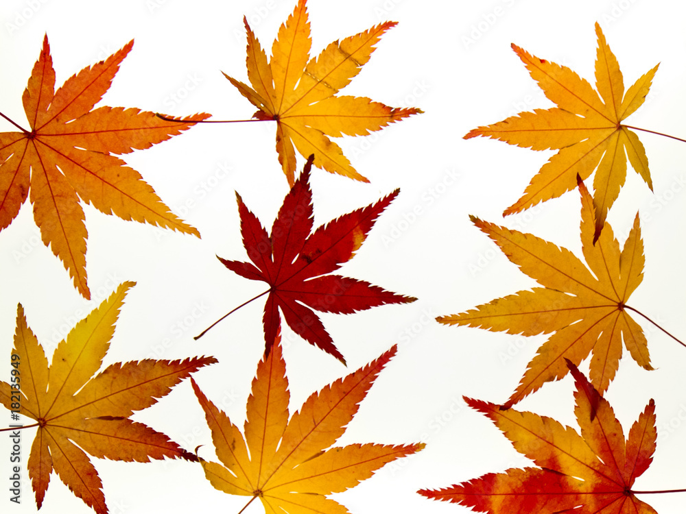 Background of beautiful maple leaves on light box Background of beautiful maple leaves on light box