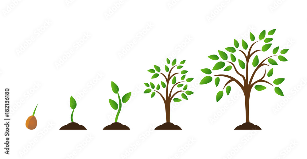 Fototapeta premium Schemat wzrostu drzewa z zielonym liściem, natura roślin. Zestaw ilustracji z fazami wzrostu roślin. Płaski styl.