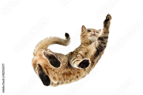 Photos Playful cat Scottish Straight, from below view, isolated on white background