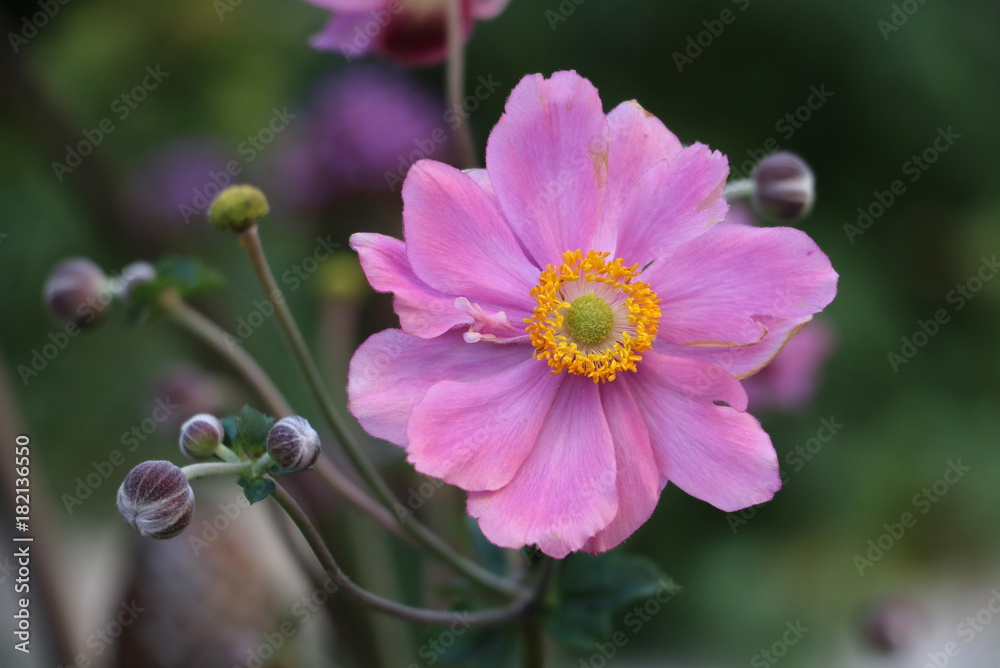 Fototapeta premium Herbstanemone in Pink