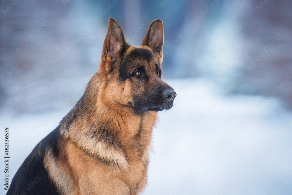 Portrait of german shepherd dog in winter Foto, Poster, Wandbilder bei  EuroPosters