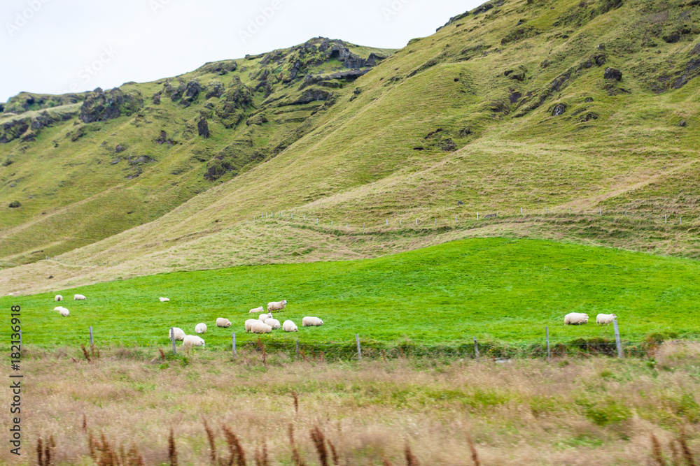 icelandic sheeps on green slope in Iceland