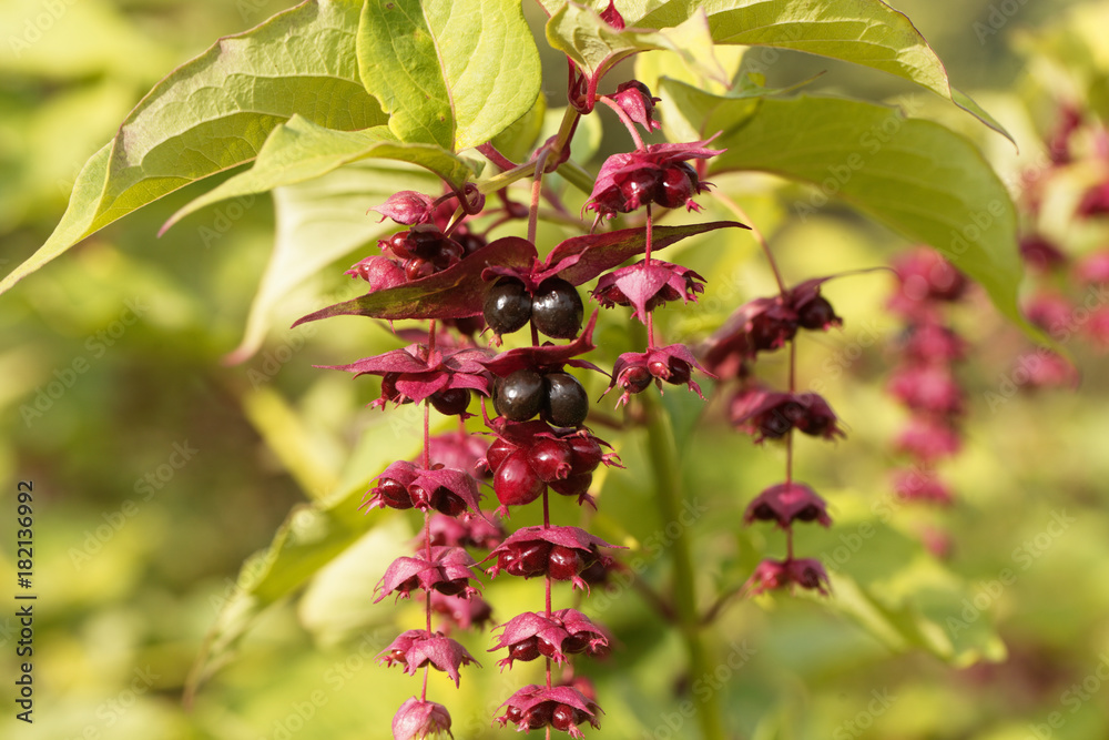 Himalayan honeysuckle (Leycesteria formosa) Himalayan honeysuckle (Leycesteria formosa)