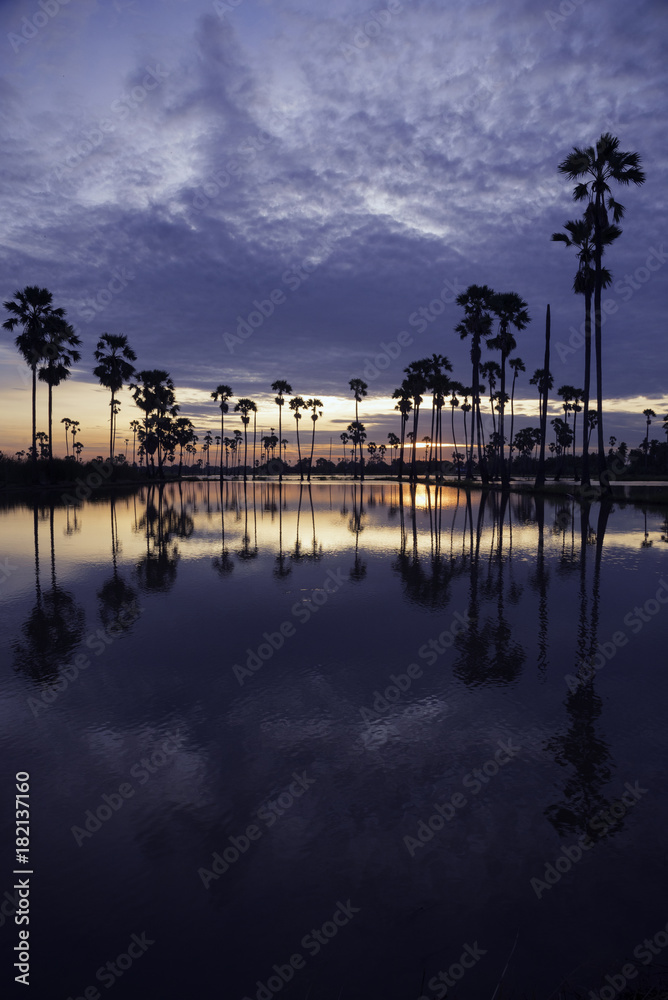 Sunrise and field of sugar palm trees
