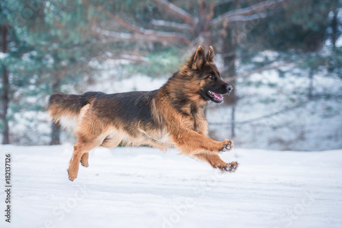 German shepherd dog running in winter