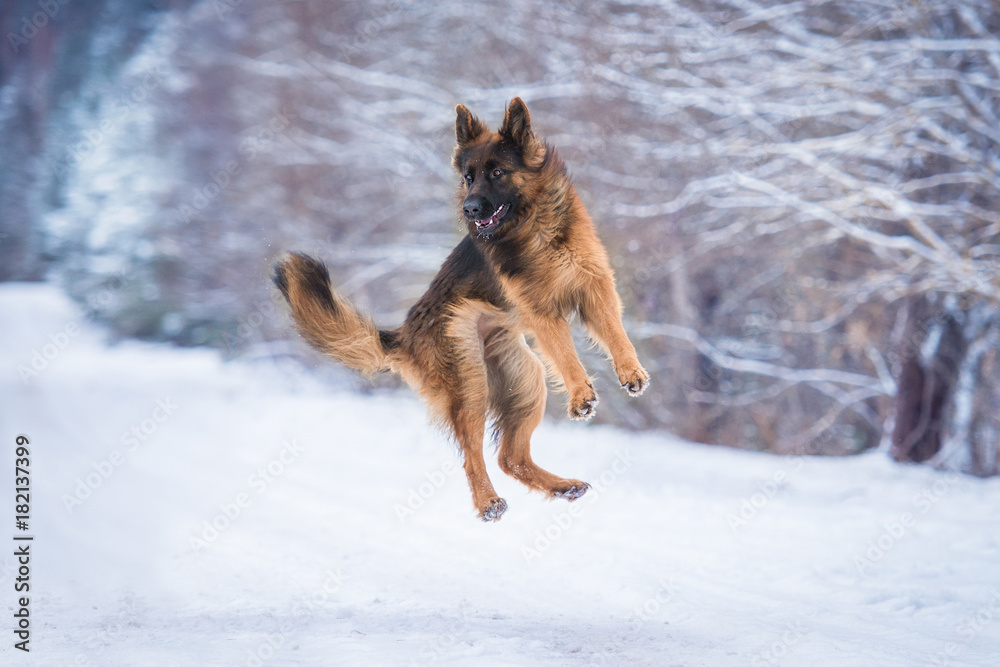Happy german shepherd dog playing in winter