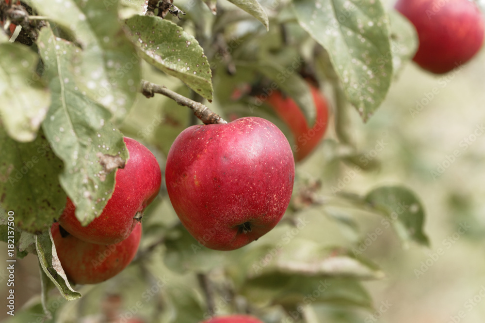 Obraz premium Apples on a branch
