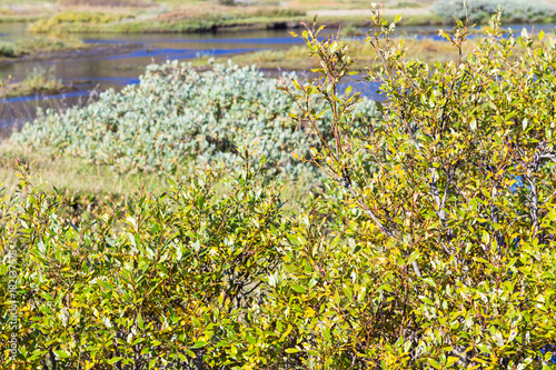 green riverbank of Oxara river in Thingvellir