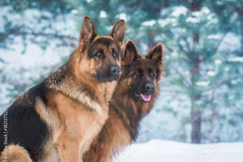 Obraz na plátně Portrait of two german shepherd dogs in winter