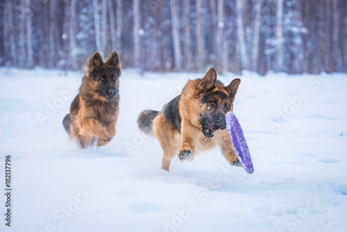 Two happy german shepherd dogs playing with a toy in winter