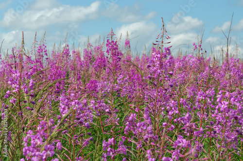 Flowering Ivan-chai on blue sky background