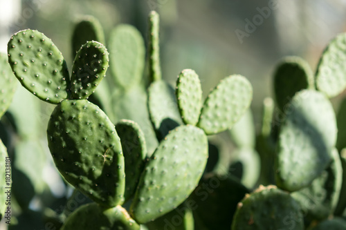tacinga inamoena cactus succulent abstract design background