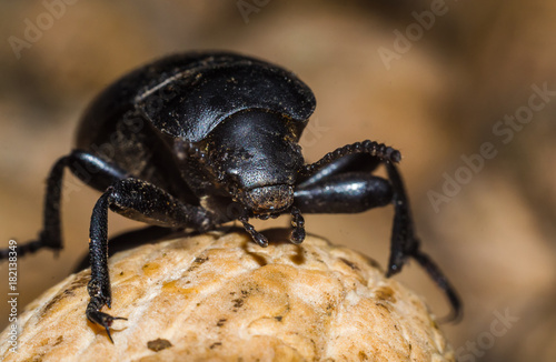 black beetle closeup © Алексей Филатов