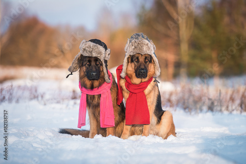 Wall Mural Two funny german shepherd dogs dressed in hats and scarfs in winter