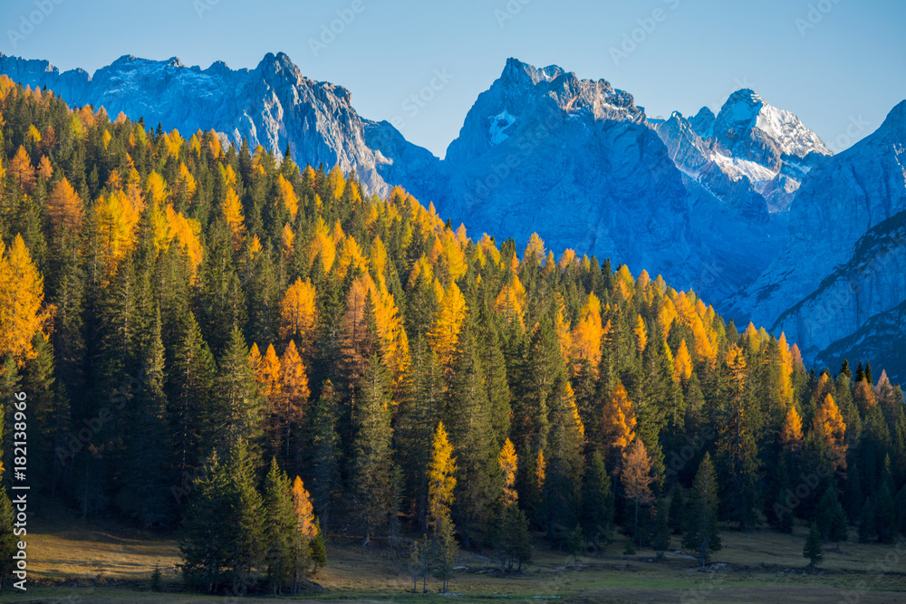 Autumn landscape in Dolomites, Italy. Mountains, fir trees and larches that change color assuming the typical yellow autumn color.