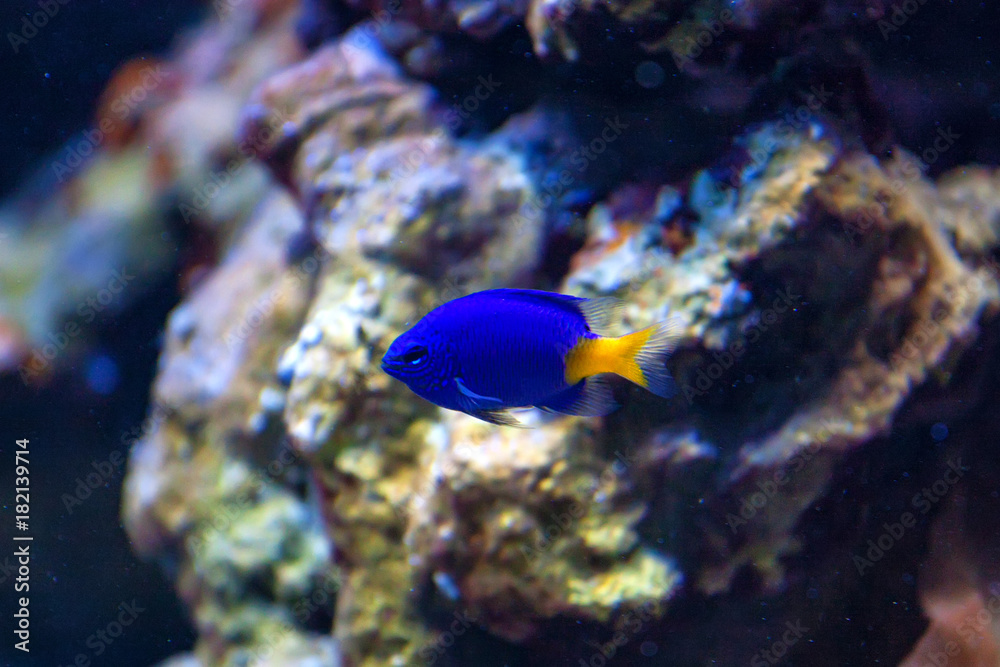 Fototapeta premium Yellowtail Damselfish or Chrysiptera parasema