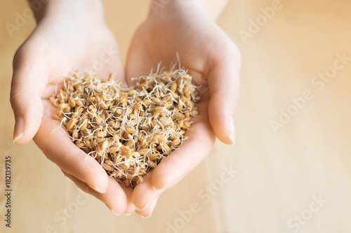Sprouted wheat seeds in the hands of the heart