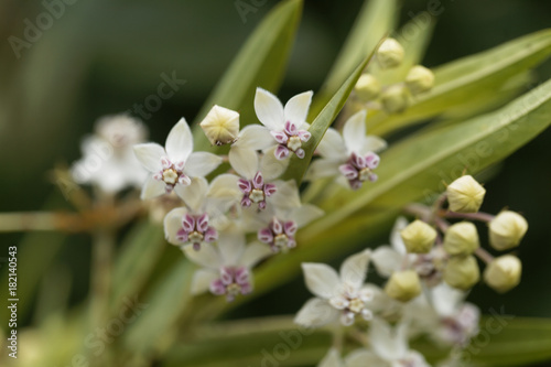 The milkweed Gomphocarpus fruticosus