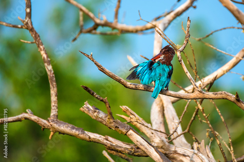 White-throated kingfisher or Halcyon smyrnensis
