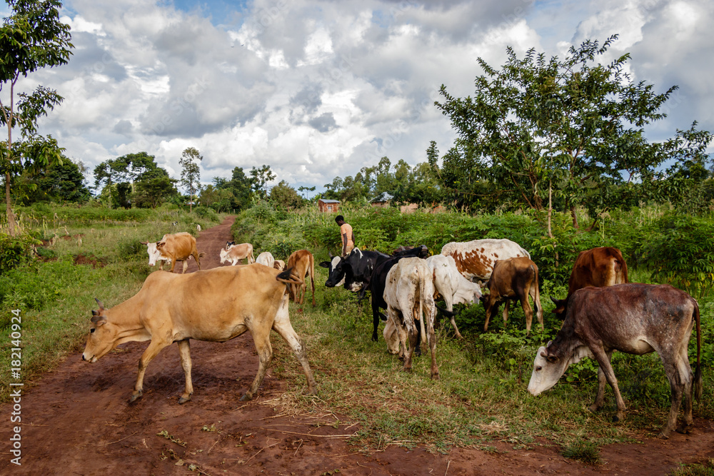 Obraz premium A farmer letting his group of cows graze everywhere in the area nearby Mbale in Uganda.