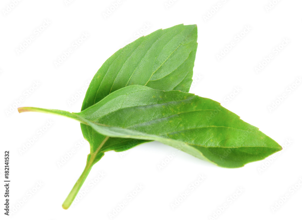 Obraz premium Basil leaf on white background