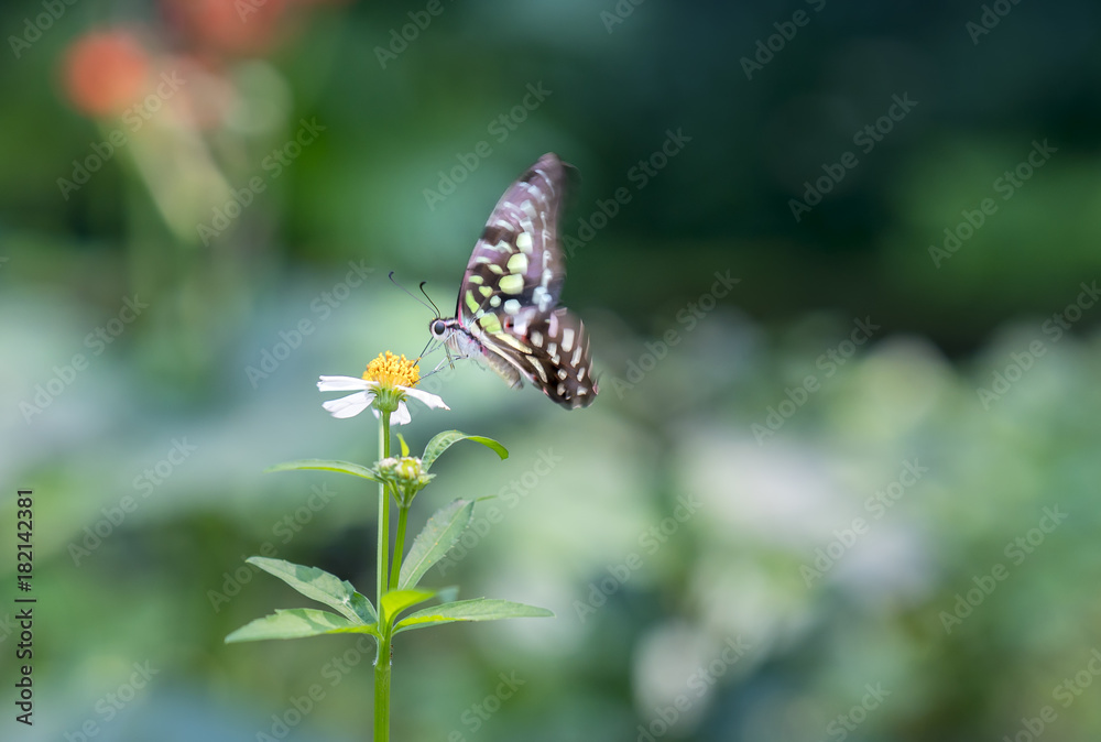 Colorful butterfly parked on the flower stalk in the sunny morning in the garden