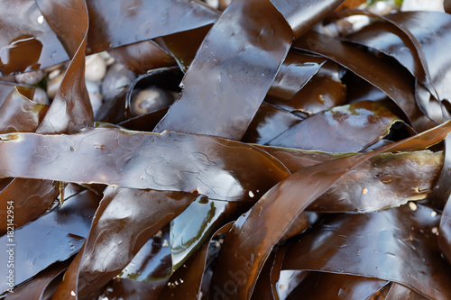 Foto Oarweed (Laminaria digitata)