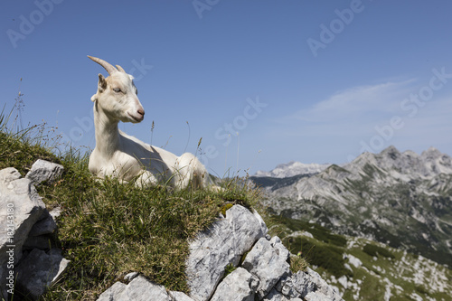 Young goat sits relaxed on the meadow and looks into the camera