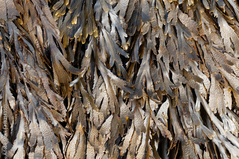 The brown algae toothed wrack (Fucus serratus) The brown algae toothed wrack (Fucus serratus)