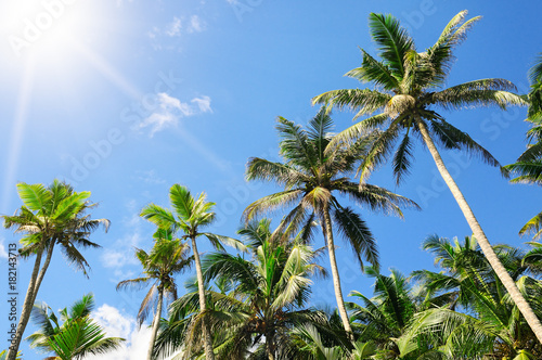 palm trees against the blue sky and sun