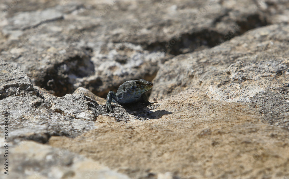 Lilford's wall lizard (Podarcis lilfordi ). Species is endemic to the Balearic Islands, Spain. Lilford's wall lizard (Podarcis lilfordi ). Species is endemic to the Balearic Islands, Spain.