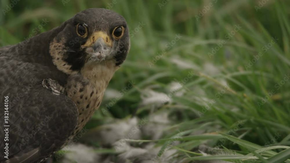 Peregrine falcon with hunted crow - 5k red epic footage Peregrine falcon with hunted crow - 5k red epic footage
