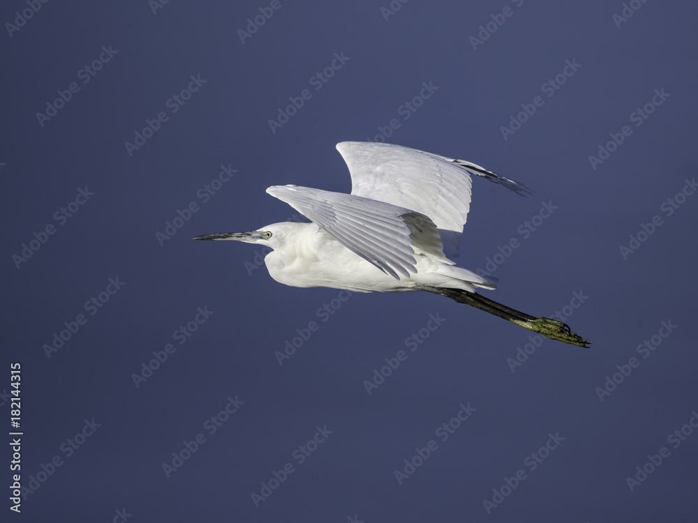 Little Egret in Flight on Blue Sky