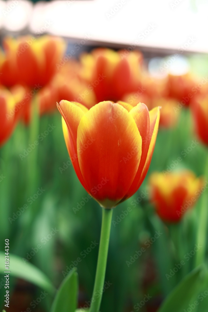 Fototapeta premium Tulip 