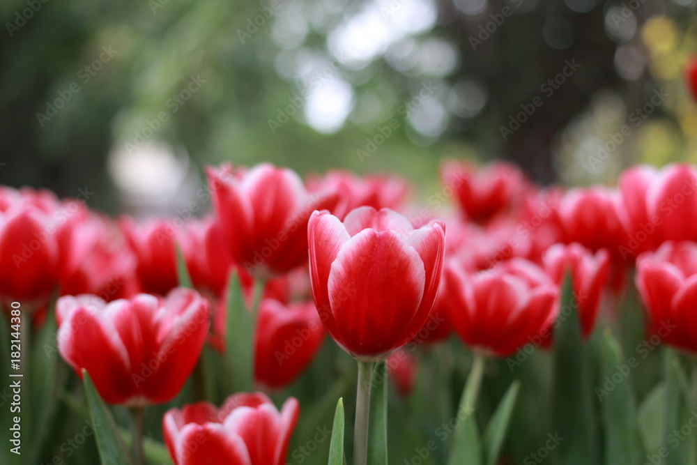 Tulip Tulip