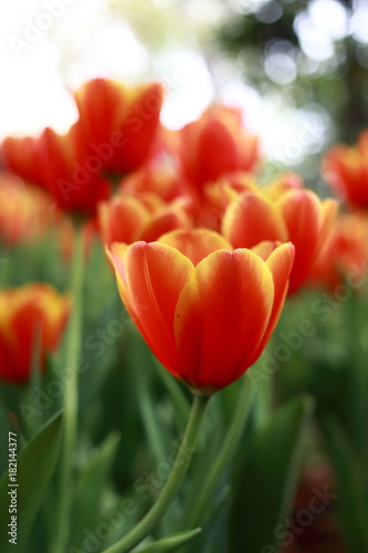 Tulip  © noppakit rattanathon