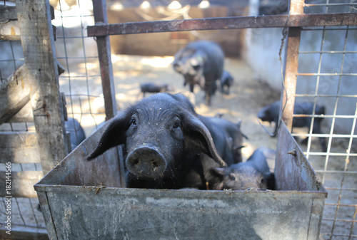 Piglets at their enclosure on a local winter farming village fair in the Spanish island of Mallorca