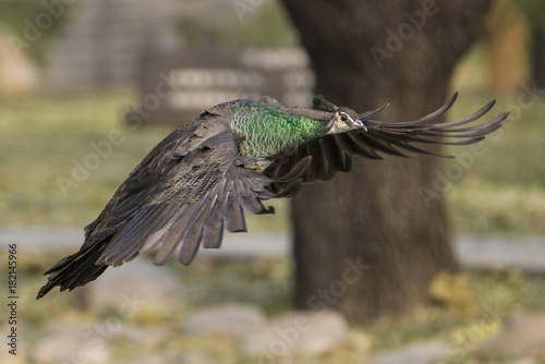 peacock