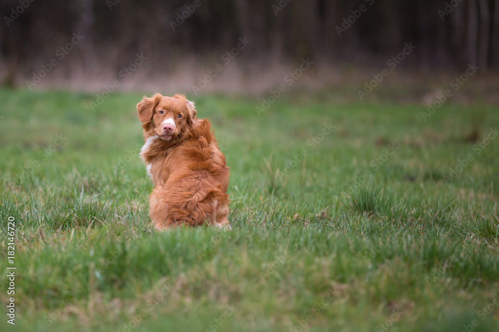 Fototapeta premium Portrait of dog breed Nova Scotia Duck Tolling Retriever