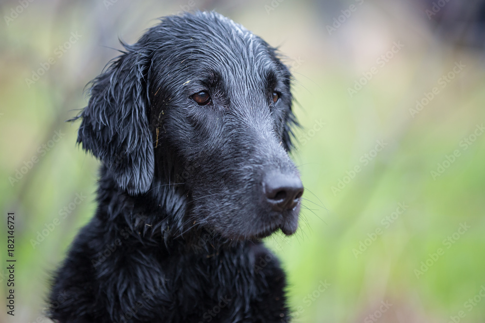 Portrait of dog breed Flat Coated Retriever Portrait of dog breed Flat Coated Retriever