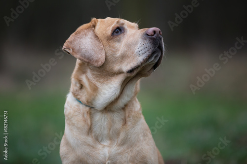 Portrait of dog breed Labrador Retriever