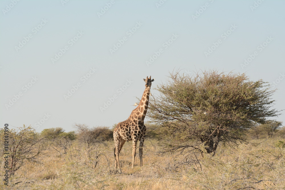Obraz premium Giraffe in Etosha