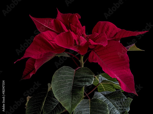 Christmas Poinsettia leaves isolated on the black background