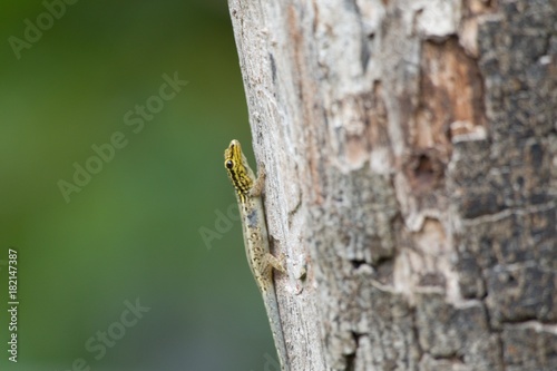 detail of a lizard on a tree