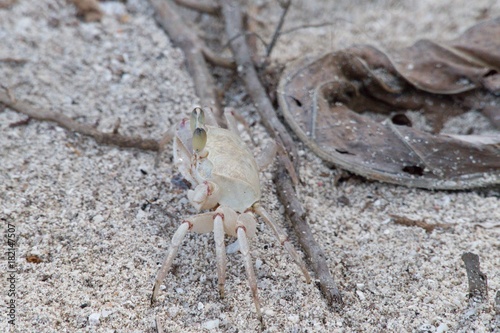 crab in a yellow sand