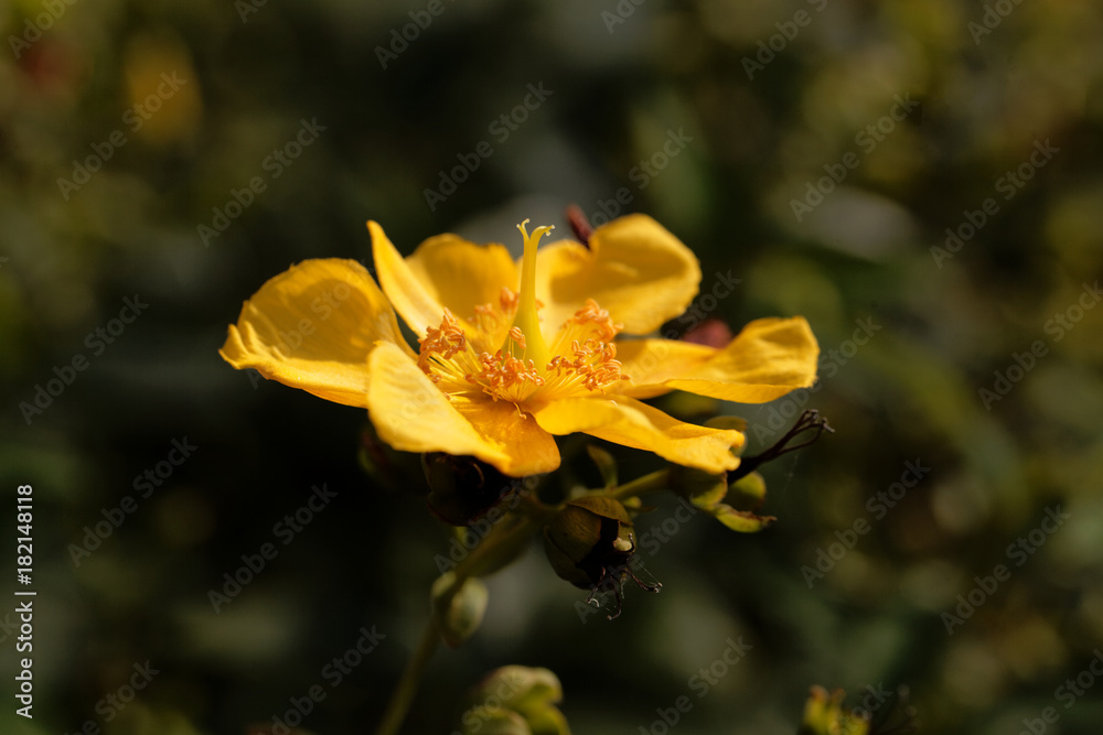 The St John's wort Hypericum patulum