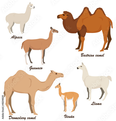 Camelids vector illustration set  dromedary camel  bactrian camel  llama  alpaca  vicugna  guanaco.